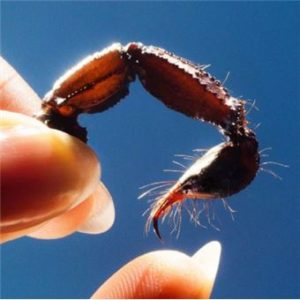 Squid Cowards ALBUMS 2025