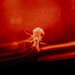 Brigitte Calls Me Baby - La Trabendo Paris 2026 - Crédit photo : Louis Comar